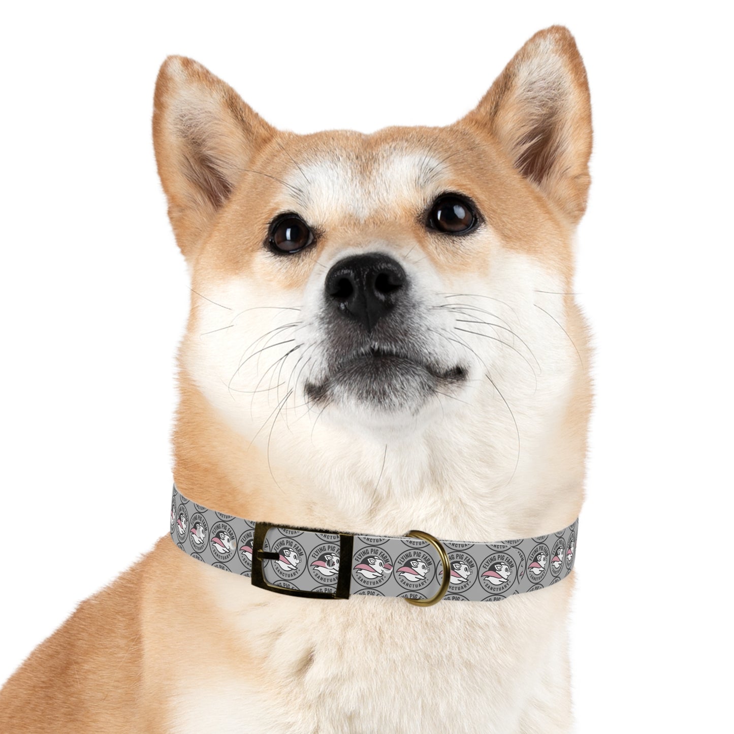 Flying Pig Farm Sanctuary Dog Collar