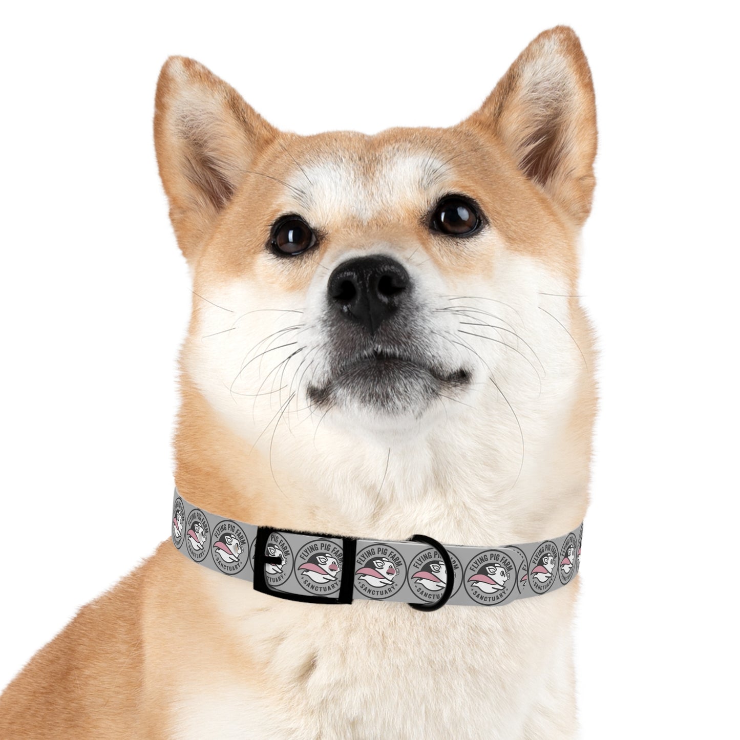 Flying Pig Farm Sanctuary Dog Collar