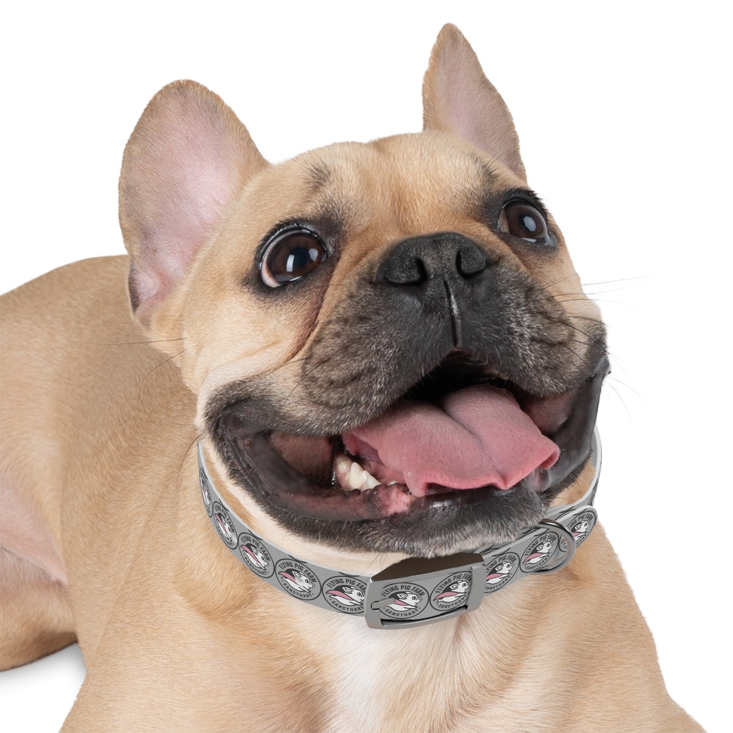 Flying Pig Farm Sanctuary Dog Collar