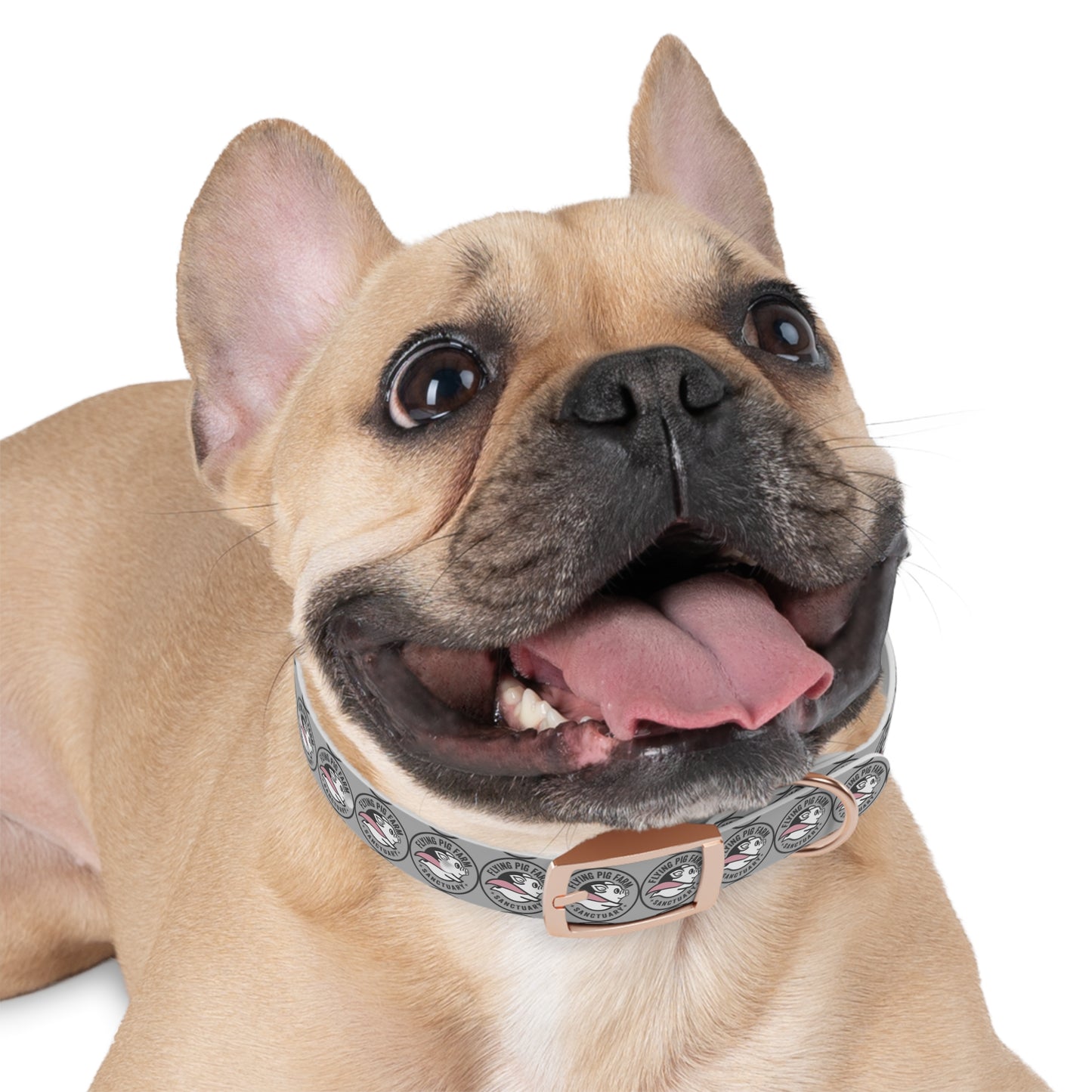 Flying Pig Farm Sanctuary Dog Collar