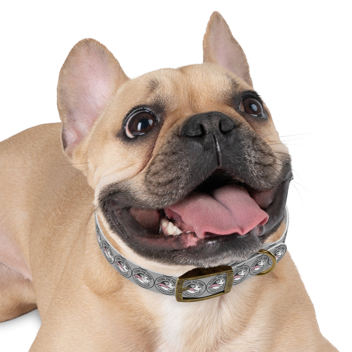 Flying Pig Farm Sanctuary Dog Collar